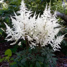 Астильба Бумальда