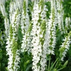 Сальвия дубравная (Шалфей) Шнеехёгль