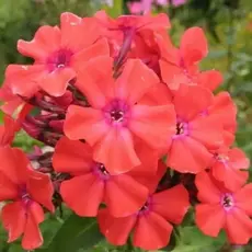 Флокс метельчатый Юник Орандж