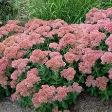 Седум (очиток) Бриллиант