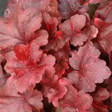 Гейхера Гэлэкси