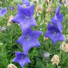 Ширококолокольчик крупноцветковый Фуджи Блу