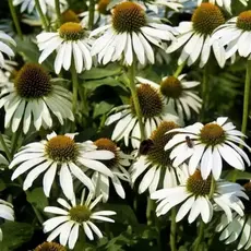 Эхинацея пурпурная Вайт Свон