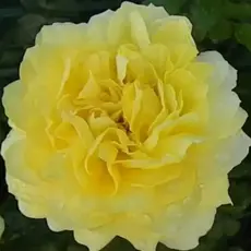 Роза чайно-гибридная Тулуз Лотрек