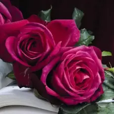 Роза чайно-гибридная Иоганн Вольфганг фон Гете