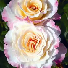 Роза чайно-гибридная Акварель