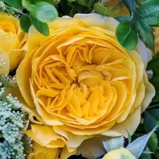 Роза флорибунда Инка