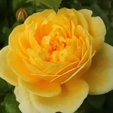 Роза чайно-гибридная Желтый остров