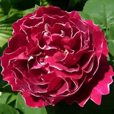 Роза Флорибунда Барон Жиро де Лен