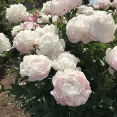 Пион молочноцветковый Ник Шейлор