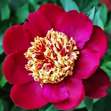 Пион молочноцветковый Ниппон Бьюти