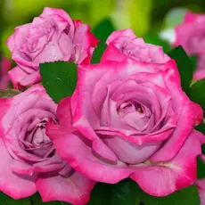 Роза спрей Мальдива