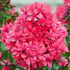 Флокс метельчатый Клеопатра