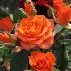 Роза спрей Лиссабон