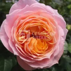 Роза чайно-гибридная Вувузелла