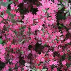 Седум (очиток) Вера Джамесон