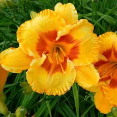 Лилейник Fooled Me