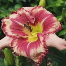 Лилейник Аутстандинг