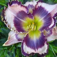 Лилейник Дестинд ту Си