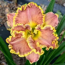 Лилейник Дарла Анита