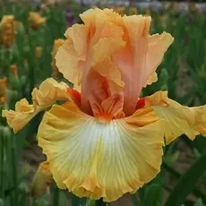 Ирис германский Оранж Чериот