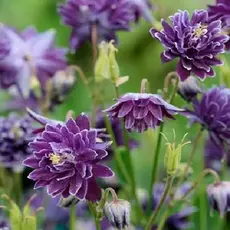 Аквилегия Криста Барлоу