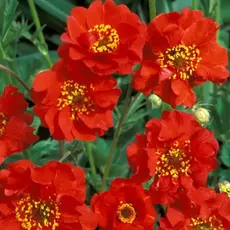 Гравилат чилийский Миссиз Дж. Брэдшо