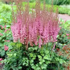 Астильба Суперба