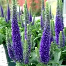 Вероника колосковая Санни Бордер Блу