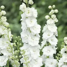 Дельфиниум высокий Дельфис Диамант