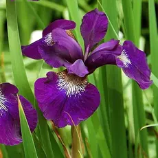 Ирис сибирский Карриер