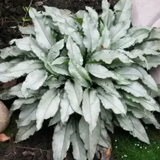 Медуница гибридная Маджести