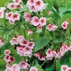 Медуница красная Барфилд Пинк