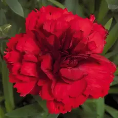 Гвоздика Динамик Дарк Рэд