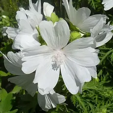 Мальва мускусная