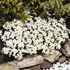 Арабис кавказский Сноуфикс