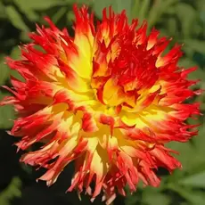 Георгина Пайнлендс Пэм