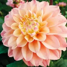 Георгина Принцесс Элизабетт