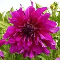 Георгина Пурпл Тайхейо