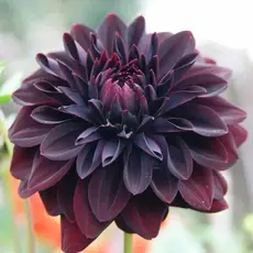 Георгина Рип Сити