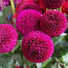 Георгина Рокко