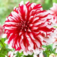 Георгина Санта Клаус