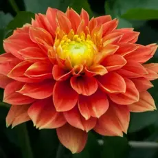 Георгина Сансет Тропикал