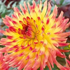 Георгина Саммер Бриз