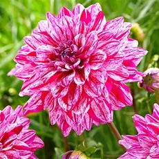 Георгина Сентендер