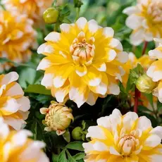 Георгина Сиэттл