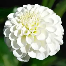 Георгина Сноуфлейк