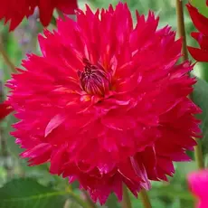 Георгина Соулмейт