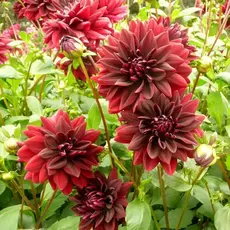 Георгина Сэм Хопкинс