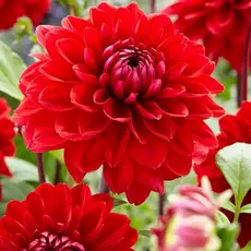 Георгина Филадельфия